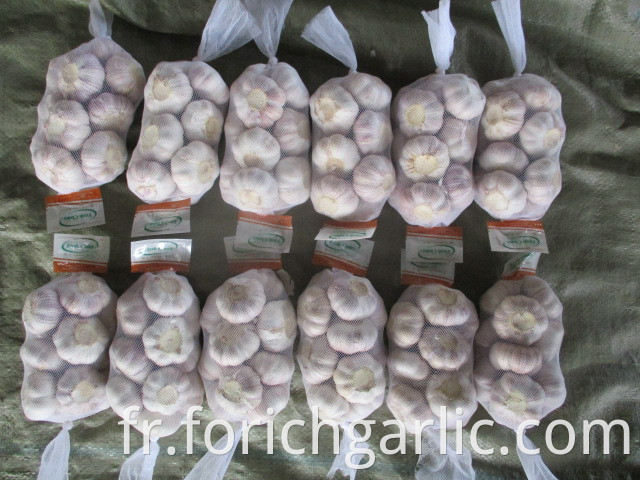 Size 5 0 New Crop Normal Garlic